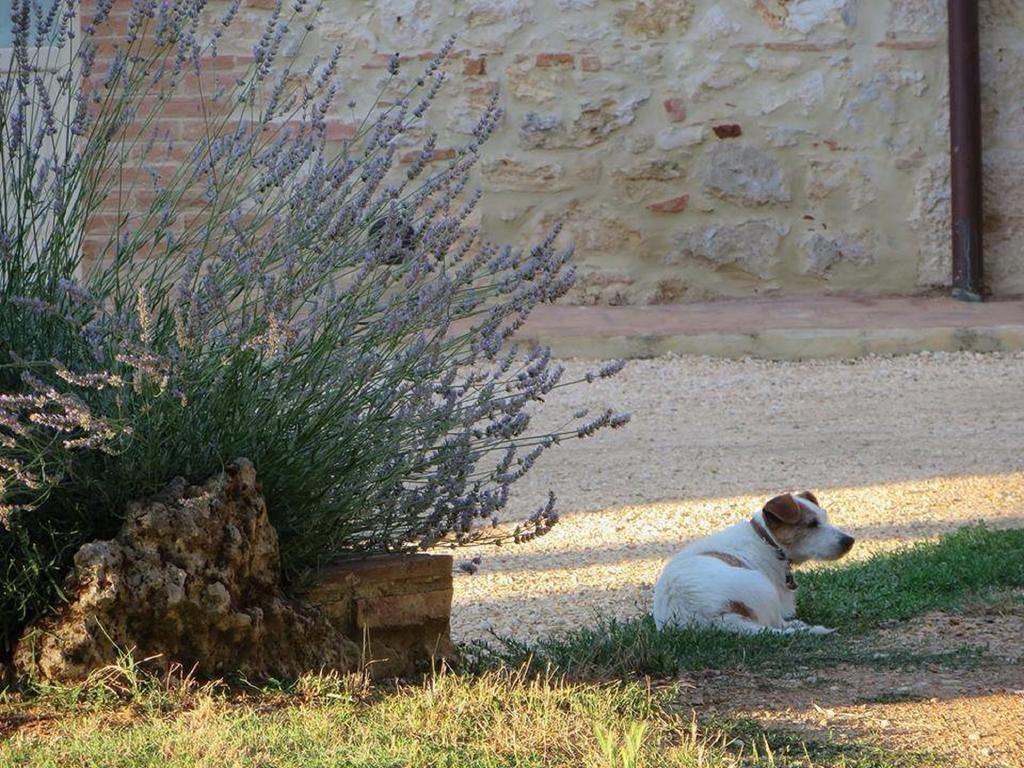 Agriturismo La Segolina Colle di Val d'Elsa Buitenkant foto
